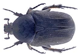 Attēlu rezultāti vaicājumam “Liocola lugubris”