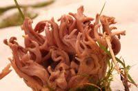 Attēlu rezultāti vaicājumam “Clavulina amethystina”