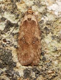 Attēlu rezultāti vaicājumam “Agonopterix ciliella”