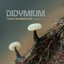 Attēlu rezultāti vaicājumam “Didymium clavus”