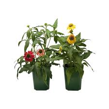 Image result for Echinacea Lustre hybrids