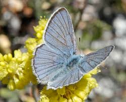 Attēlu rezultāti vaicājumam “Lycaeniinae”