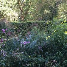 Image result for Priona Tuinen