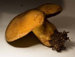 Attēlu rezultāti vaicājumam “Suillus variegatus”