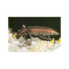 Attēlu rezultāti vaicājumam “Chrysanthia viridissima”