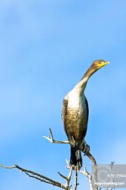 Image result for Phalacrocorax auritus
