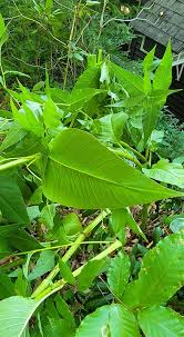 Attēlu rezultāti vaicājumam “Reynoutria sachalinensis leaf”