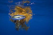 Image result for Makaira mazara