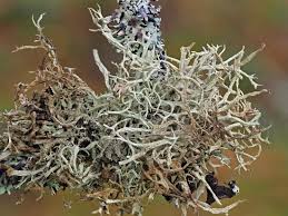 Attēlu rezultāti vaicājumam “Evernia mesomorpha”