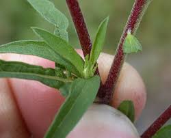 Attēlu rezultāti vaicājumam “Ambrosia artemisiifolia bud”