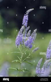 Attēlu rezultāti vaicājumam “Veronica longifolia leaf”