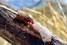 Attēlu rezultāti vaicājumam “Cribraria costata”