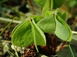 Attēlu rezultāti vaicājumam “Oxalis acetosella”