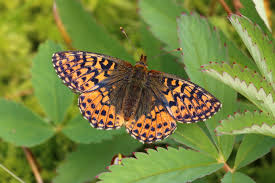 Attēlu rezultāti vaicājumam “Boloria aquilonaris underside”