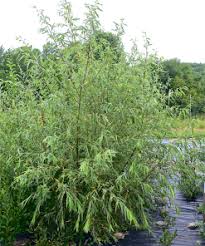 Attēlu rezultāti vaicājumam “Salix daphnoides subsp. acutifolia”