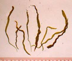 Attēlu rezultāti vaicājumam “Enteromorpha sp.”