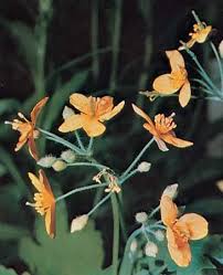 Attēlu rezultāti vaicājumam “Chelidonium majus flower”