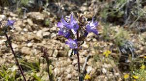 Image result for Campanula lingulata