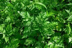 Attēlu rezultāti vaicājumam “Anthriscus sylvestris leaf”