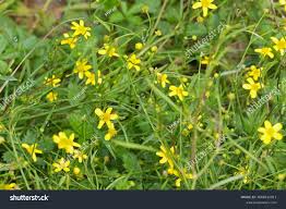 Attēlu rezultāti vaicājumam “Ranunculus flammula flower”