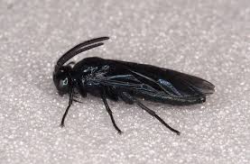 Attēlu rezultāti vaicājumam “Argidae”