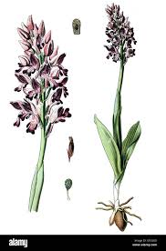 Attēlu rezultāti vaicājumam “Orchis militaris”