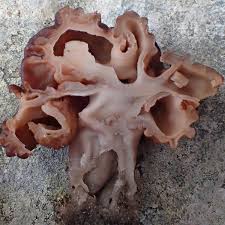 Attēlu rezultāti vaicājumam “Gyromitra esculenta”