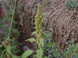 Attēlu rezultāti vaicājumam “Amaranthus retroflexus flower”