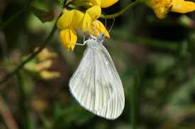 Attēlu rezultāti vaicājumam “Leptidea sinapis”