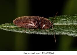 Attēlu rezultāti vaicājumam “Dasytes caeruleus imago”