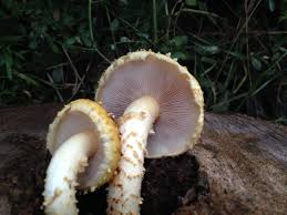 Attēlu rezultāti vaicājumam “Pholiota squarrosoides”