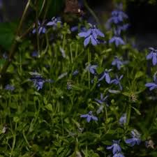 Attēlu rezultāti vaicājumam “Lobeliaceae”