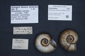 Attēlu rezultāti vaicājumam “Planorbidae”