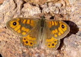 Attēlu rezultāti vaicājumam “Lasiommata megera female”