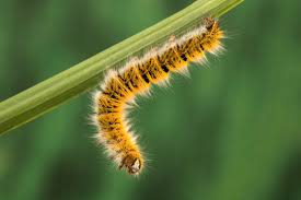 Attēlu rezultāti vaicājumam “Lasiocampa trifolii”