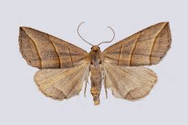 Attēlu rezultāti vaicājumam “Colobochyla salicalis”