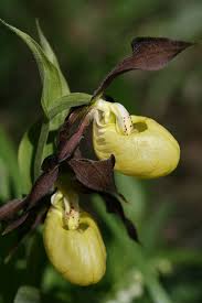 Attēlu rezultāti vaicājumam “Cypripedium calceolus flower”