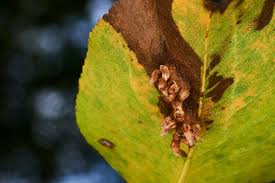 Attēlu rezultāti vaicājumam “Gymnosporangium sabinae”