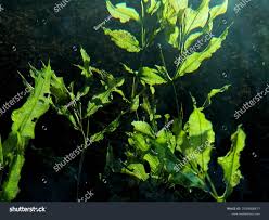 Attēlu rezultāti vaicājumam “Potamogeton lucens”