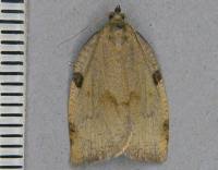 Attēlu rezultāti vaicājumam “Lozotaenia forsterana”