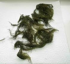 Attēlu rezultāti vaicājumam “Lemanea fluviatilis”