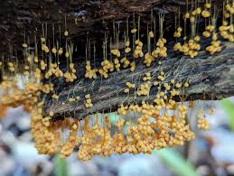 Attēlu rezultāti vaicājumam “Badhamia utricularis stalked”