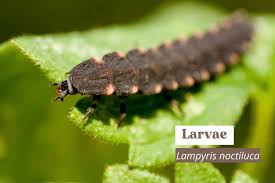 Attēlu rezultāti vaicājumam “Lampyris noctiluca larva”