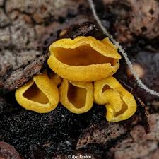 Attēlu rezultāti vaicājumam “Hymenostylium recurvirostrum macro”