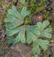 Attēlu rezultāti vaicājumam “Riccia rhenana”