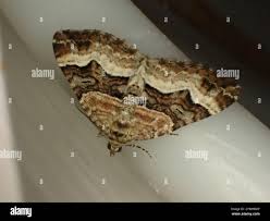 Attēlu rezultāti vaicājumam “Xanthorhoe biriviata”