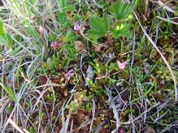 Attēlu rezultāti vaicājumam “Oxycoccus microcarpus”