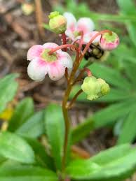 Attēlu rezultāti vaicājumam “Chimaphila umbellata bud”