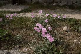 Attēlu rezultāti vaicājumam “Cirsium acaule”