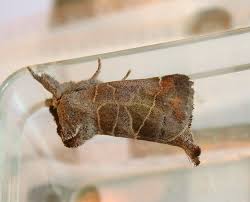 Attēlu rezultāti vaicājumam “Clostera pigra”